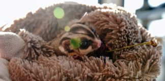 Do sugar gliders enjoy eating sunflower seeds?