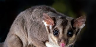 Should you give your sugar glider watermelon