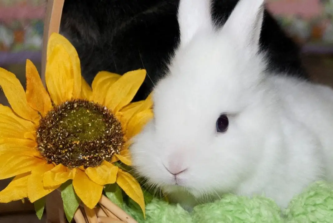 Can rabbits be fed sunflower leaves?