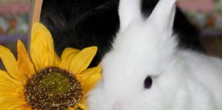 Can rabbits be fed sunflower leaves?