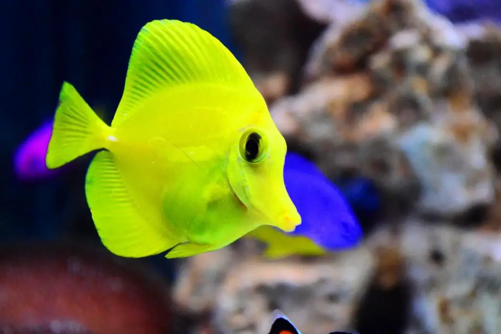 Reasons Why Your Yellow Tang Is Hiding (Explained) | PetSpre