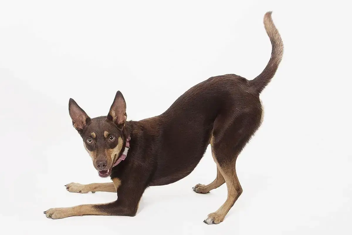 how much are australian kelpie puppies