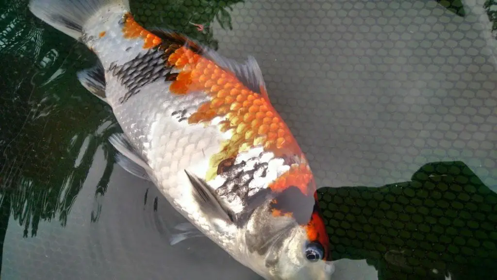 why-is-my-koi-fish-laying-on-its-side-at-the-bottom-of-the-pond