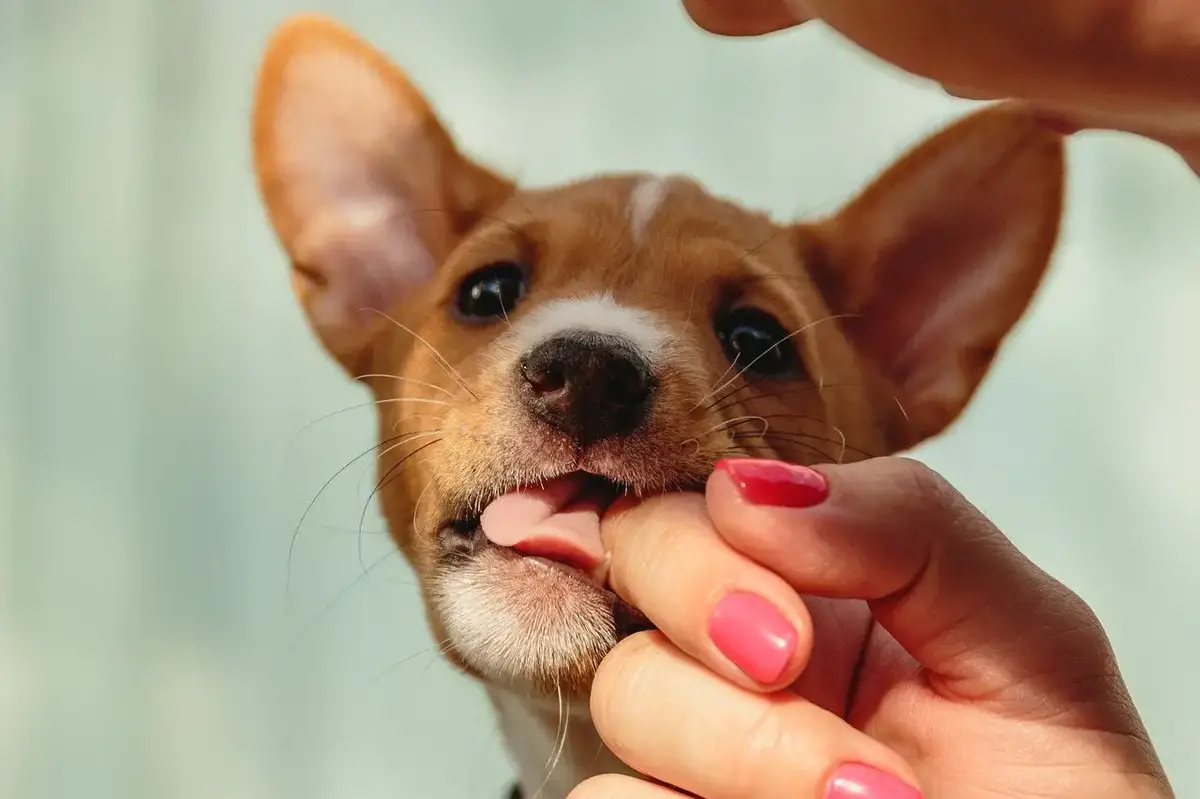 can a puppys overbite correct itself