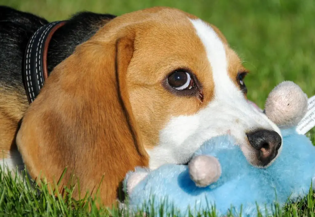 Dog Ate Stuffed Animal Ear? (Here’s What You Need To Know) | PetSpre