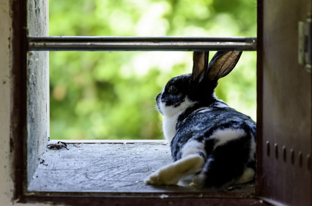 Rabbit Keeps Stretching Their Back Legs Out? Here’s Why | PetSpre